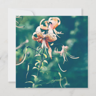 Tiger lilies blooming in autumn