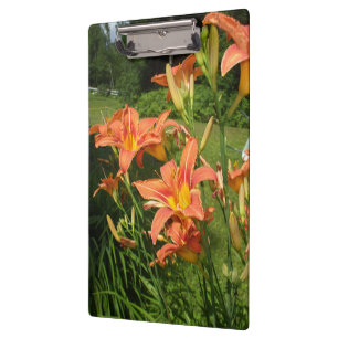 Tiger Lilies in a Garden Clipboard