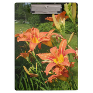 Tiger Lilies in a Garden Clipboard