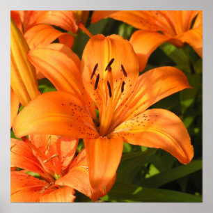 Tiger Lilies Photograph Poster