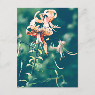 Tiger lilies postcard