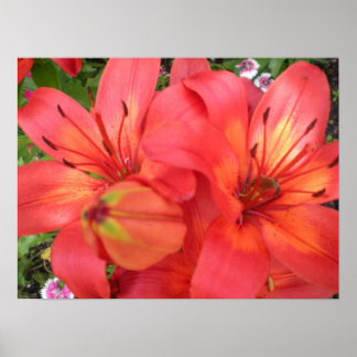 Tiger Lilies Poster