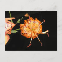 Tiger Lilly on Black Background