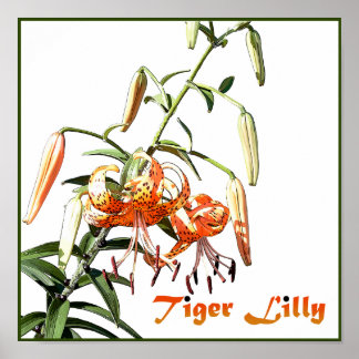 Tiger Lilly Poster