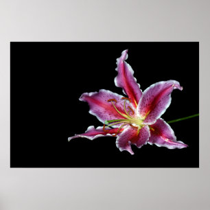tiger lilly print / poster / canvus - lily flower