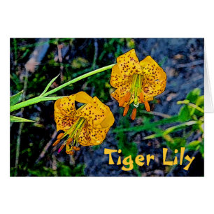 Tiger Lily