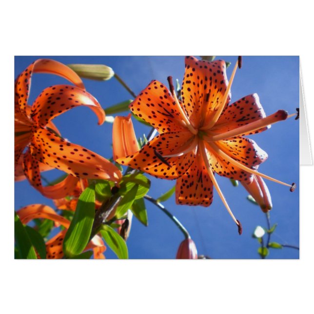 tiger lily (Front Horizontal)