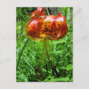 Tiger Lily 01 Postcard