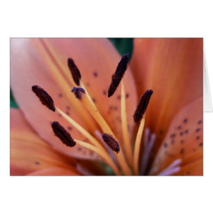 Tiger Lily Card