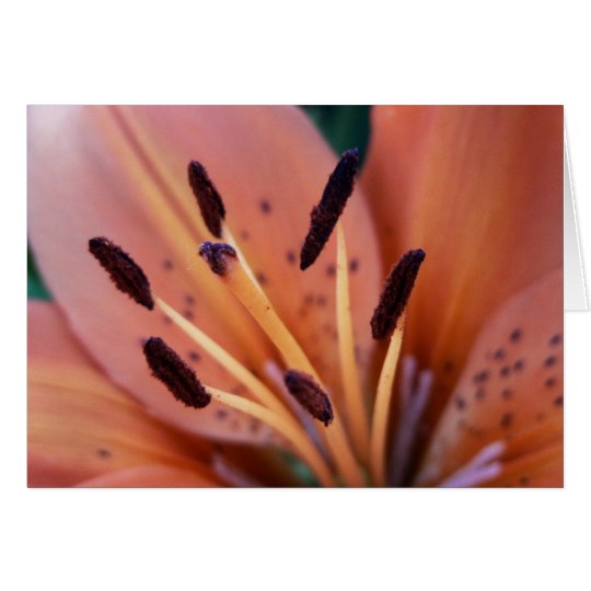 Tiger Lily Card