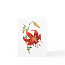 Tiger Lily