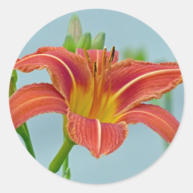 Tiger Lily Classic Round Sticker (Front)