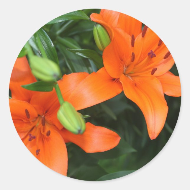 Tiger Lily Classic Round Sticker (Front)