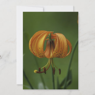 Tiger Lily  - Flat Greeting Card