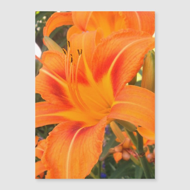 Tiger lily in the garden    (Front)