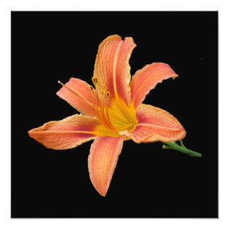 'Tiger Lily' Photographic Print