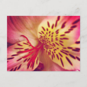 Tiger Lily Postcard