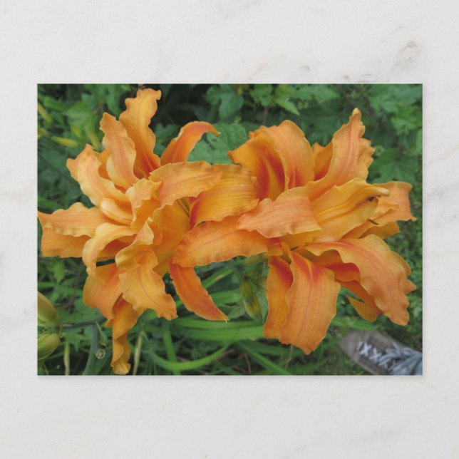 Tiger Lily Postcard (Front)