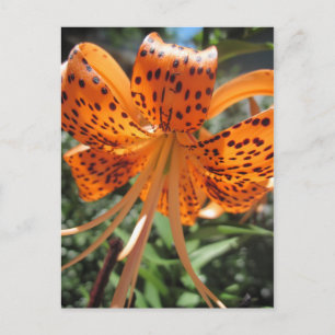 Tiger Lily Postcards