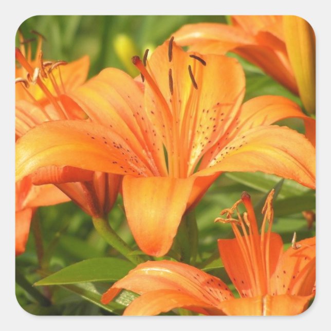 Tiger Lily Square Sticker (Front)