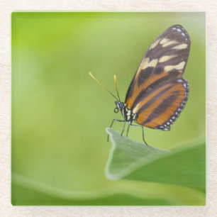 Tiger Longwing butterfly Glass Coaster