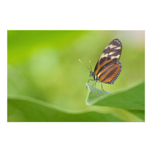 Tiger Longwing butterfly Photo Print