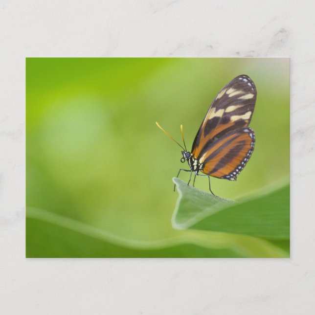 Tiger Longwing butterfly Postcard (Front)