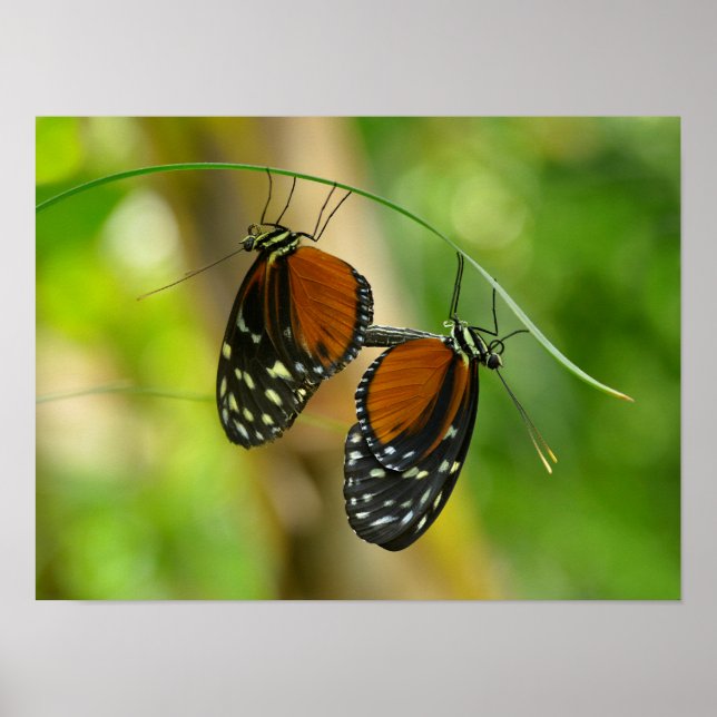 Tiger Longwing butterfly Poster (Front)