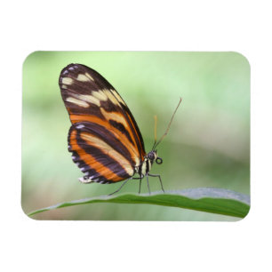 Tiger longwing magnet