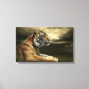 Tiger looking and sitting under dramatic sky canvas print