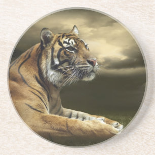 Tiger looking and sitting under dramatic sky coaster