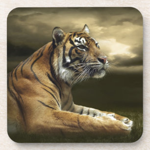Tiger looking and sitting under dramatic sky coaster