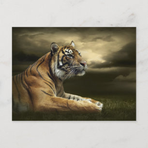 Tiger looking and sitting under dramatic sky postcard