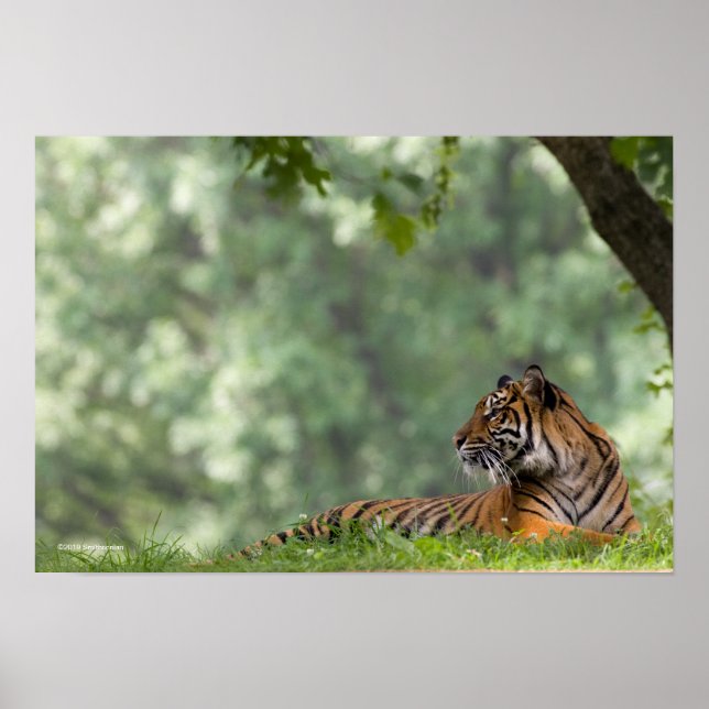 Tiger Lounging Beneath a Tree Poster (Front)