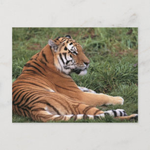 Tiger Lounging in Grass Postcard