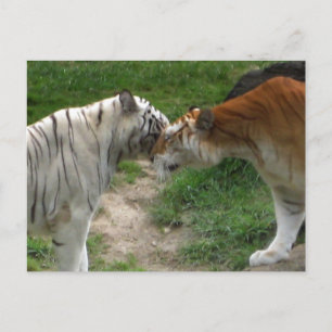 Tiger Love Postcard