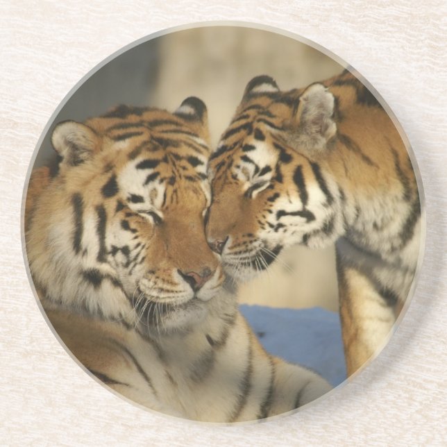 Tiger Love Sandstone Coaster (Front)