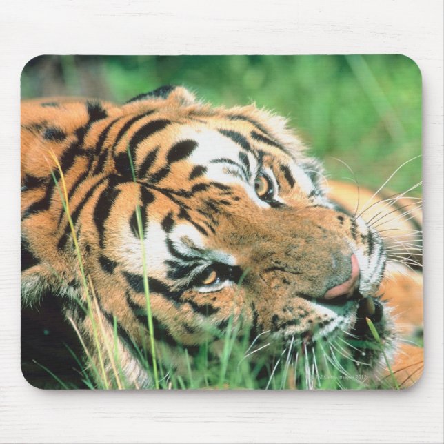 Tiger lying in grass mouse mat (Front)
