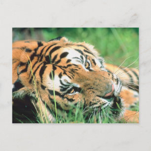 Tiger lying in grass postcard