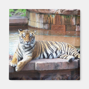 Tiger Magnet