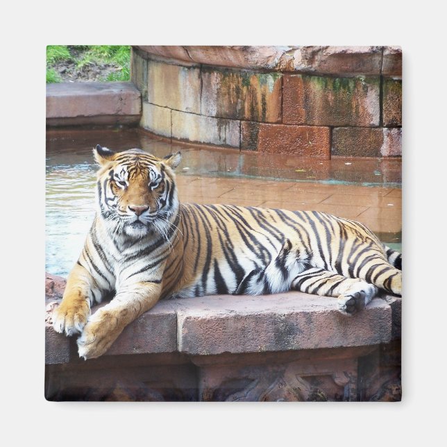 Tiger Magnet (Front)