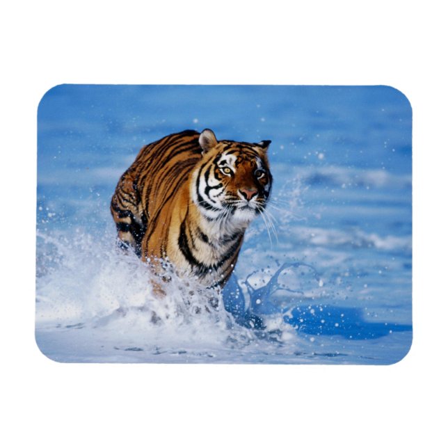 Tiger Magnet (Horizontal)