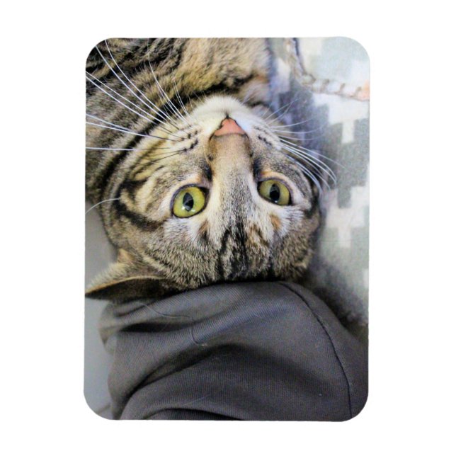 Tiger Magnet (Vertical)