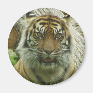 Tiger Magnet