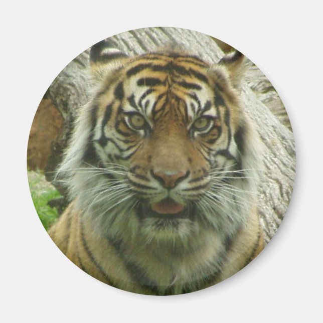 Tiger Magnet (Front)
