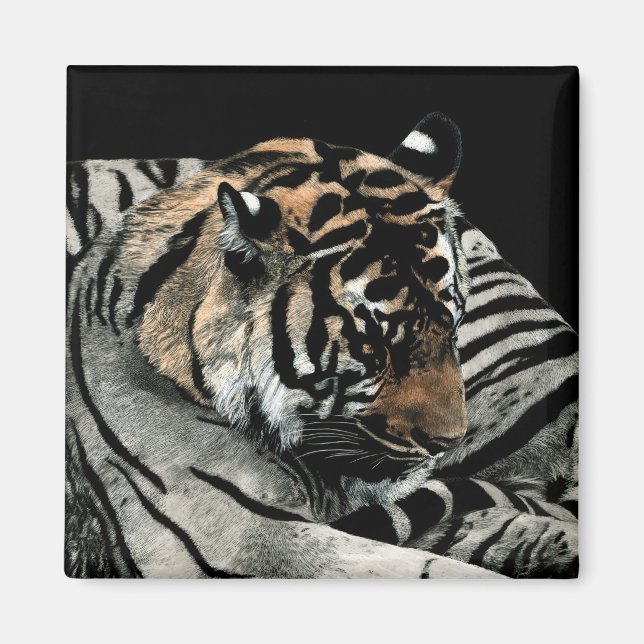 Tiger Magnet  #2 - "Sleeping Patterns" (Front)
