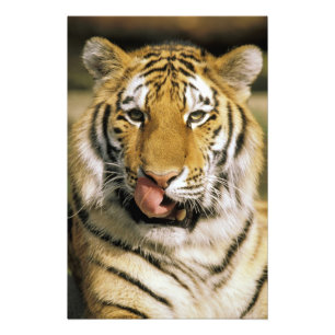 Tiger Michigan Zoo Photo Print