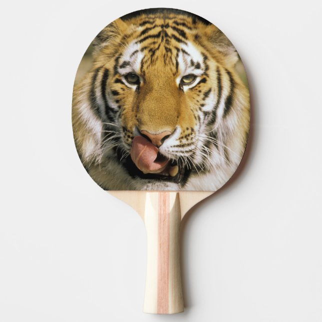 Tiger Michigan Zoo Ping Pong Paddle (Front)