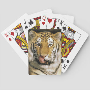 Tiger Michigan Zoo Playing Cards