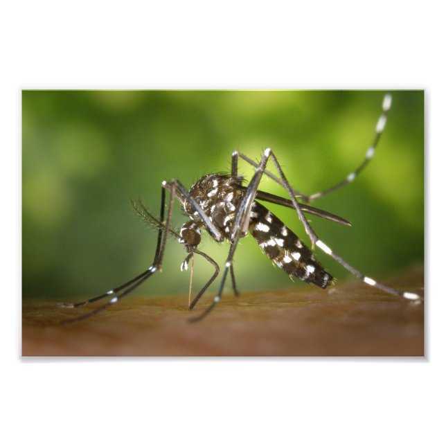 Tiger mosquito photo print (Front)